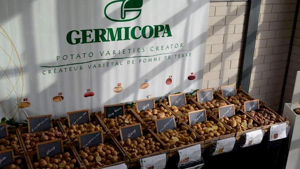 De roodvlezige aardappel neemt aan belangstelling toe, zegt Harry van de Vijver van het Franse handelshuis Germicopa. ‘Twintig jaar geleden werd een dergelijke aardappel in de vuilnisbak gegooid, nu hebben we er weer één aangemeld voor de rassenlijst.’ De