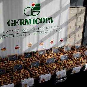 De roodvlezige aardappel neemt aan belangstelling toe, zegt Harry van de Vijver van het Franse handelshuis Germicopa. ‘Twintig jaar geleden werd een dergelijke aardappel in de vuilnisbak gegooid, nu hebben we er weer één aangemeld voor de rassenlijst.’ De