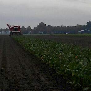 De bieten van Eggens worden gerooid door loonbedrijf Wardenier uit Vroomshoop.