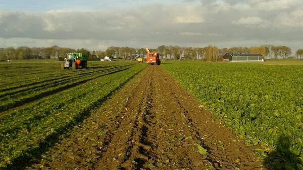 Ook op de Zuid-Hollandse eilanden wordt het rooien weer voortgezet, twittert Erik Roelfsema, districtshoofd Agrarische Dienst Suiker Unie Zuid-Hollandse eilanden en Zuid-Holland vast. ‘Het rooiwerk valt niet tegen. De opbrengst blijft goed.’