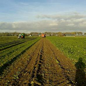 Ook op de Zuid-Hollandse eilanden wordt het rooien weer voortgezet, twittert Erik Roelfsema, districtshoofd Agrarische Dienst Suiker Unie Zuid-Hollandse eilanden en Zuid-Holland vast. ‘Het rooiwerk valt niet tegen. De opbrengst blijft goed.’