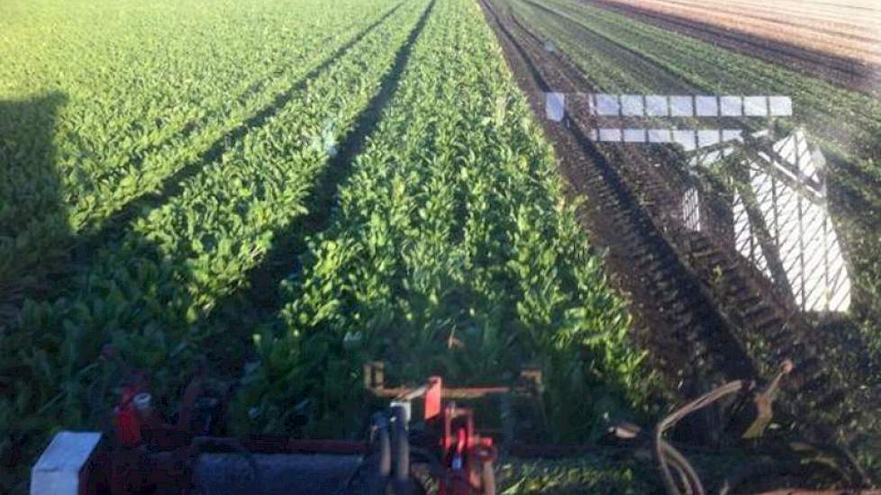 Erik Huizing was gisteren aan het rooien. ‘Mooie suikerbieten en mooi weer vandaag’, zegt de akkerbouwer uit Buinen tevreden.