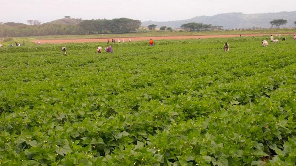 Dit jaar heeft hij samen met drie andere compagnons een nieuw akkerbouwbedrijf opgezet; Mara Farming. Dit akkerbouwbedrijf is gespecialiseerd in Franse boontjes, peultjes en sugar snaps. Daarnaast zijn ze begonnen met de teelt van avocado.