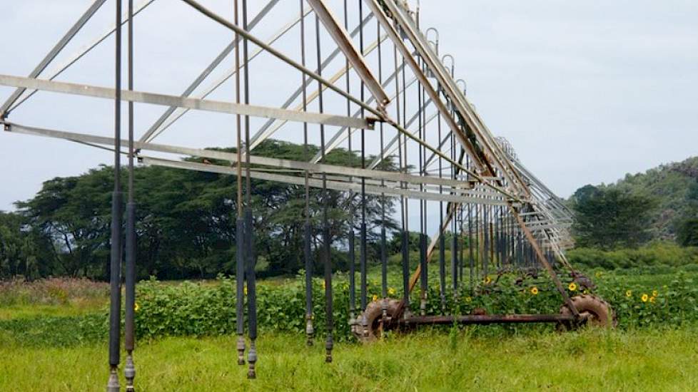 De planten worden beregend met sprinklers. Ook rijdt er een pivot die een gebied van 48 hectare bestrijkt. Het water komt uit het nabijgelegen Lake Naivasha.