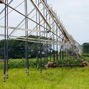 De planten worden beregend met sprinklers. Ook rijdt er een pivot die een gebied van 48 hectare bestrijkt. Het water komt uit het nabijgelegen Lake Naivasha.
