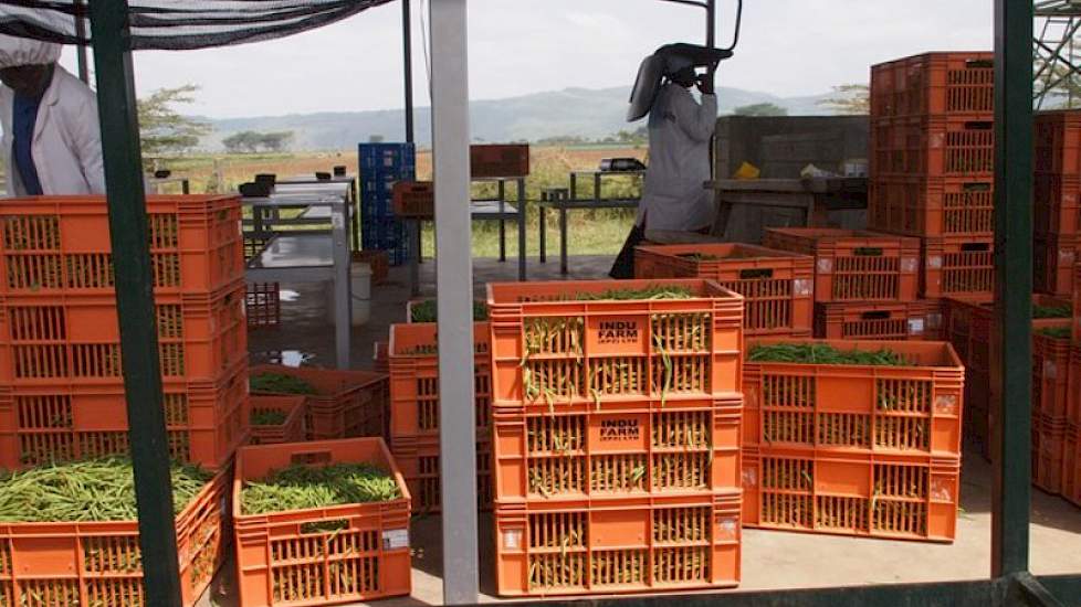 Bij Mara Farming gaat alles op export richting Noordwest-Europa, hoofdzakelijk naar Nederland en Duitsland. De teeltlocatie ligt op anderhalf uur rijden van het pakstation in de hoofdstad Nairobi. Vanaf het vliegveld in Nairobi is er een rechtstreekse vli