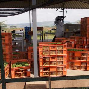 Bij Mara Farming gaat alles op export richting Noordwest-Europa, hoofdzakelijk naar Nederland en Duitsland. De teeltlocatie ligt op anderhalf uur rijden van het pakstation in de hoofdstad Nairobi. Vanaf het vliegveld in Nairobi is er een rechtstreekse vli