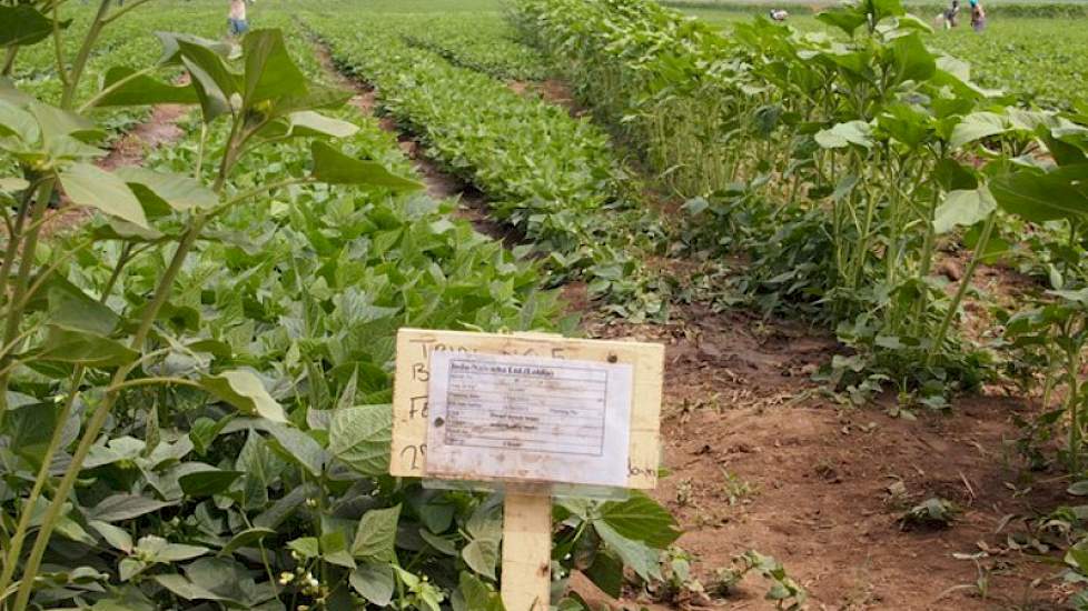 De groentes voldoen aan de Global Gap-certificeringseisen die sinds 2003 in Kenia gelden. Volgens Benard is dit de grootste hobbel om te exporteren. De teelt gebeurt veelal door kleine boeren die nauwelijks kunnen lezen en schrijven. Dit maakt het niet al