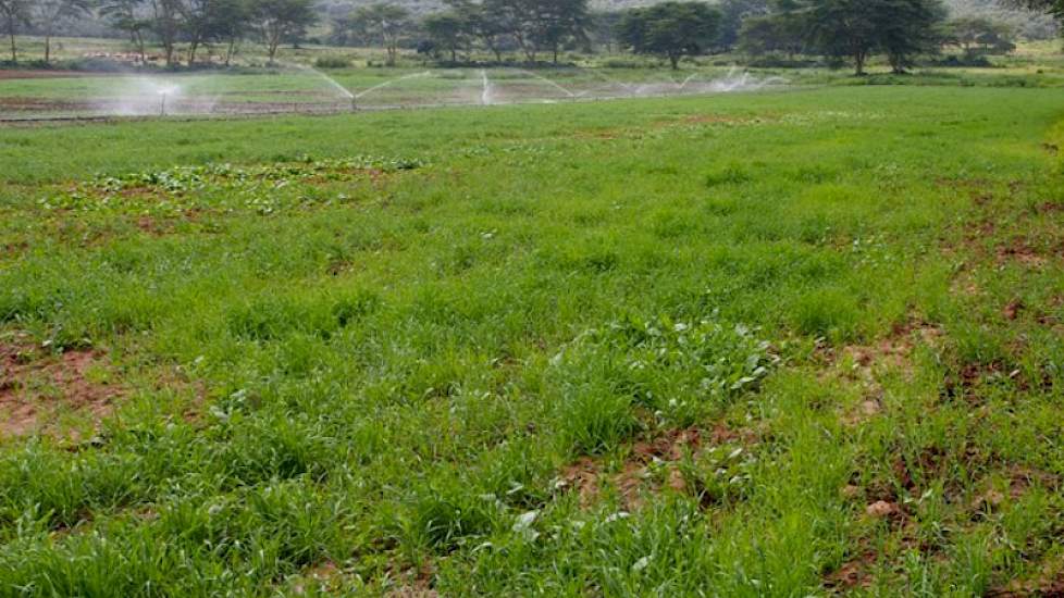 De temperatuur varieert van 25 graden in de winter tot 30 graden in de zomer. Jaarlijks valt er ongeveer 1.000 millimeter neerslag. Bovendien ligt rondom Lake Naivasha vruchtbare grond die bestaat uit leem en zand.