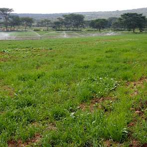 De temperatuur varieert van 25 graden in de winter tot 30 graden in de zomer. Jaarlijks valt er ongeveer 1.000 millimeter neerslag. Bovendien ligt rondom Lake Naivasha vruchtbare grond die bestaat uit leem en zand.