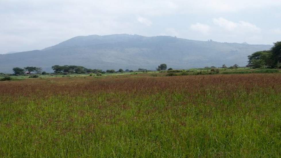 Lake Naivasha populaire uitvalsbasis voor Nederlandse akkerbouwers en tuinders. De locatie is geliefd omdat het op een steenworp afstand van de evenaar ligt. Het zijn hoogvlaktes die op 1.700 tot 1.800 meter hoogte liggen.