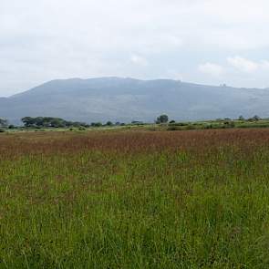 Lake Naivasha populaire uitvalsbasis voor Nederlandse akkerbouwers en tuinders. De locatie is geliefd omdat het op een steenworp afstand van de evenaar ligt. Het zijn hoogvlaktes die op 1.700 tot 1.800 meter hoogte liggen.