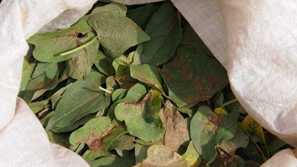 Bladaantasting van de mineervlieg wordt handmatig verwijderd uit het gewas. De eerste bladeren die aangetast zijn door de ziekte worden verwijderd, zodat de rest van de plant blijft bespaart. De verwijderde bladeren hebben verder toch geen functie.
