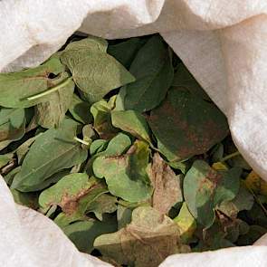Bladaantasting van de mineervlieg wordt handmatig verwijderd uit het gewas. De eerste bladeren die aangetast zijn door de ziekte worden verwijderd, zodat de rest van de plant blijft bespaart. De verwijderde bladeren hebben verder toch geen functie.
