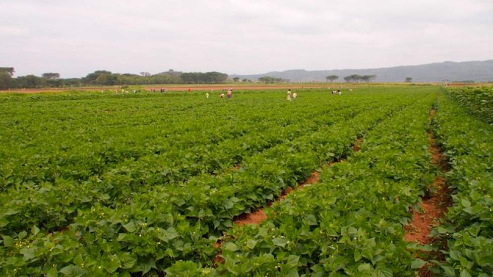 Met drie grootschalige akkerbouwbedrijven heeft Mara Farming samenwerkingsverbanden opgezet. Joint ventures op basis van 50/50-eigendom. Drie akkerbouwbedrijven hebben ze in eigen beheer. De productie is verdeeld over drie teeltlocaties in Kenia en een lo