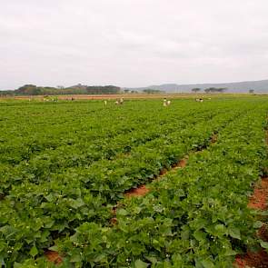 Met drie grootschalige akkerbouwbedrijven heeft Mara Farming samenwerkingsverbanden opgezet. Joint ventures op basis van 50/50-eigendom. Drie akkerbouwbedrijven hebben ze in eigen beheer. De productie is verdeeld over drie teeltlocaties in Kenia en een lo