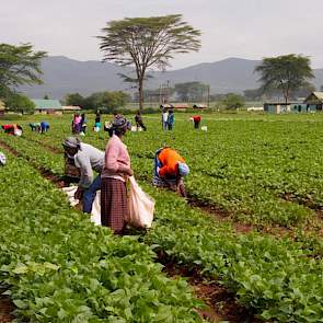 De bonenteelt is de hoofdtak en is grotendeels gevestigd in Kenia. De bonenteelt in Kenia duurt ongeveer tien weken met een gemiddelde bruto-opbrengst per oogst die varieert van 7.000 tot 10.000 kilo per hectare. Toch kunnen ze maar één teelt per jaar rea
