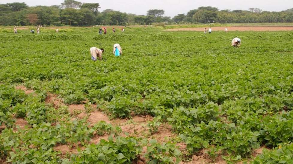 Op deze manier kan de productie gelijkmatig worden verdeeld over het jaar. In alle vier de landen samen heeft de organisatie 1.200 mensen in dienst. Het grootste gedeelte van de arbeiders werkt in het veld.