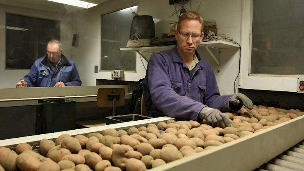 In het leeshok klinkt het monotone gedreun van de sorteermachine minder hard dan in de schuur. Medewerker Cor Dingemanse (voorgrond) en collega-akkerbouwer René Timmermans lezen ieder op hun eigen band het pootgoed van Koekoek.