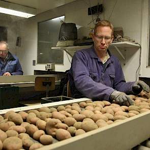 In het leeshok klinkt het monotone gedreun van de sorteermachine minder hard dan in de schuur. Medewerker Cor Dingemanse (voorgrond) en collega-akkerbouwer René Timmermans lezen ieder op hun eigen band het pootgoed van Koekoek.