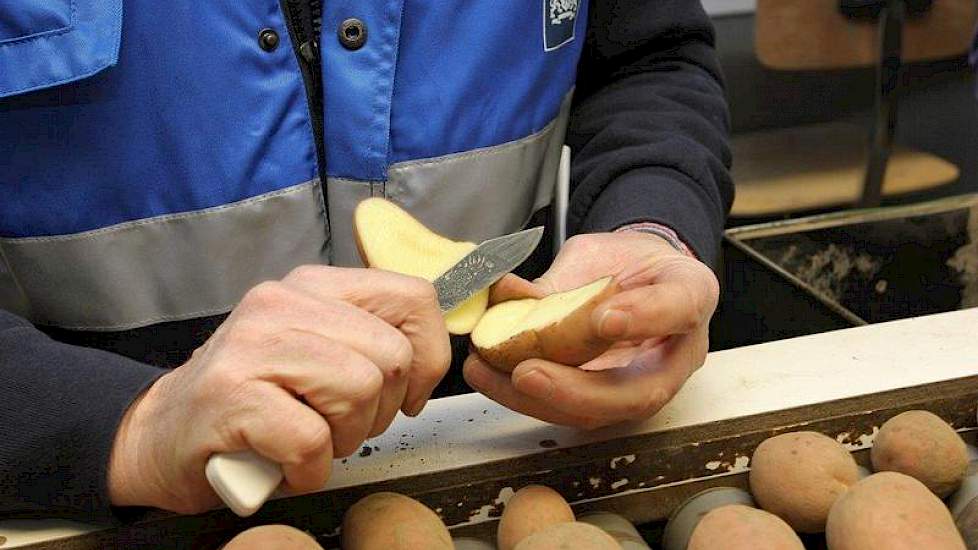Terwijl de mannen bezig zijn met het lezen, snijdt keurmeester Herman Meeuwes een knol in tweeën om de inwendige kwaliteit van de aardappelen te controleren.