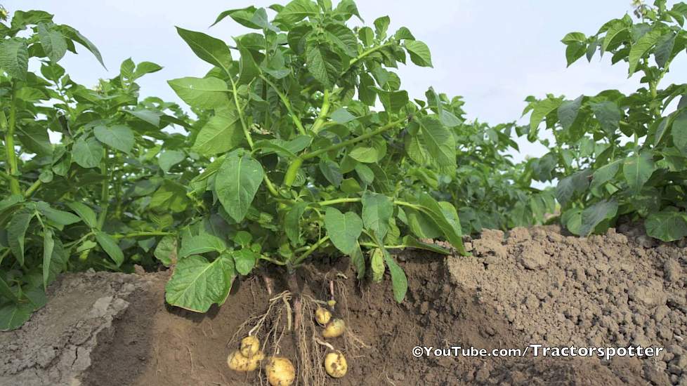 Aardappel Groeiseizoen 2013 Potato Growing Season - Vrolijk Landbouw