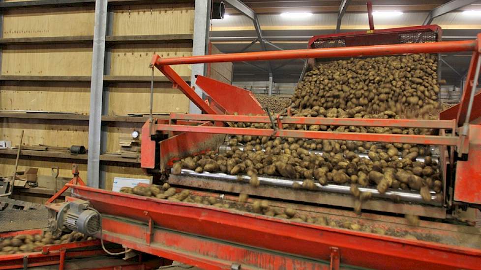 De aardappelen worden gestort.