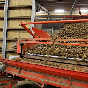 De aardappelen worden gestort.