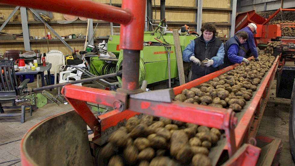 Marja van Beek, schoonzus Dianne van Beek en Ad van Stokkum halen onder meer de groene aardappelen en kluiten er uit.