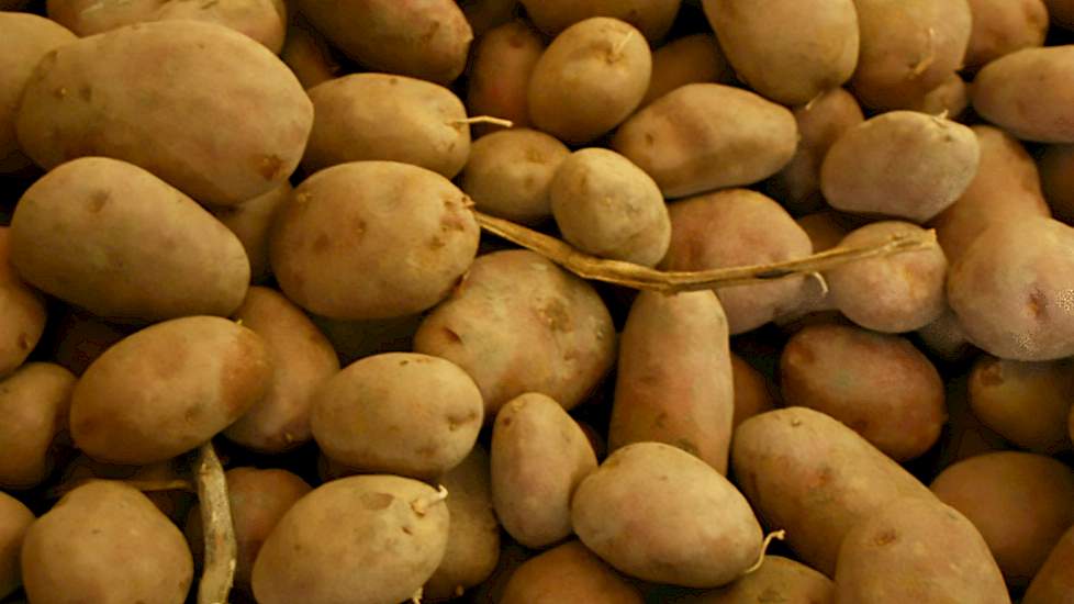 Van Wieringen strooide de afgelopen twee jaar gips voor de aardappelteelt uit, om de zuurgraad van 7,4 pH goed te houden.