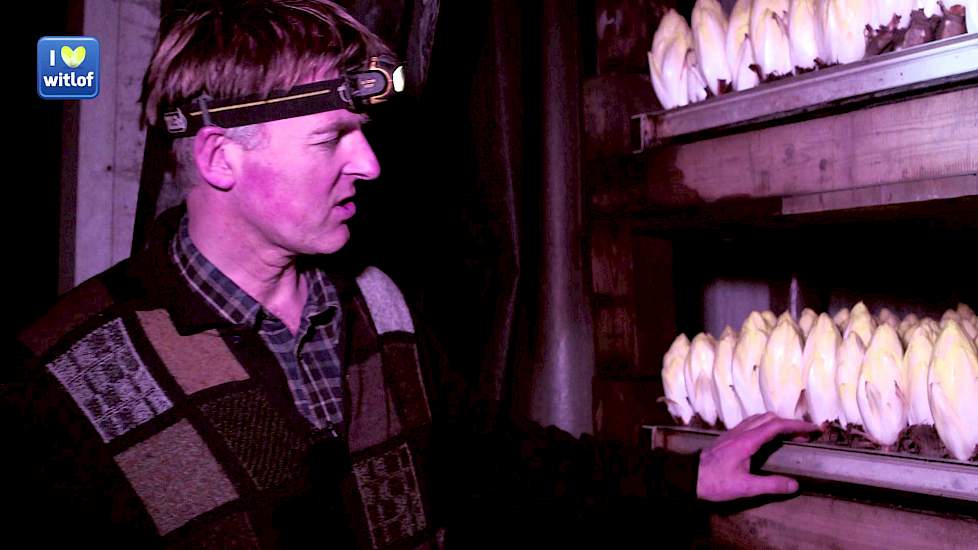 De teelt van witlof