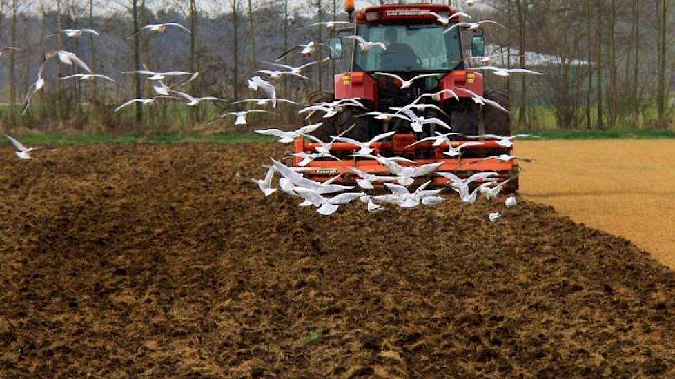 Stan Gunnewick blijft woensdagmorgen de meeuwen voor met zijn Case CS 94. Akkerbouwbedrijf Snijders uit Meddo bij Winterswijk heeft het land gehuurd van een melkveehouder Krabbenborg, voor de teelt van zetmeelaardappelen.