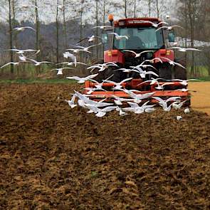 Stan Gunnewick blijft woensdagmorgen de meeuwen voor met zijn Case CS 94. Akkerbouwbedrijf Snijders uit Meddo bij Winterswijk heeft het land gehuurd van een melkveehouder Krabbenborg, voor de teelt van zetmeelaardappelen.