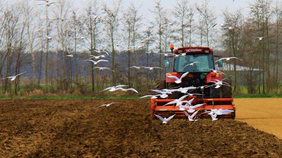 Het uitgangsmateriaal voor de aardappelen zal na het ploegen in de komende week, tussen 1 en 10 april de grond in gaan. Behalve aardappelen teelt Snijders mais, voor de vruchtwisseling.