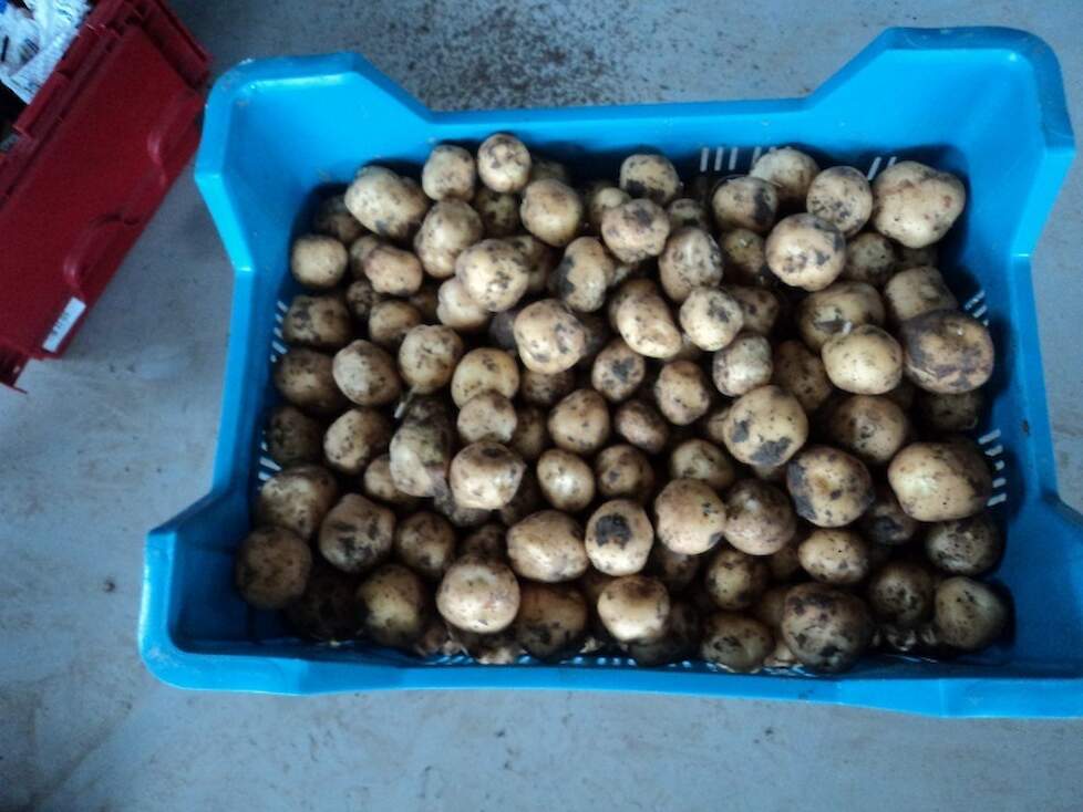 De kwaliteit van de aardappel is goed, aldus Rosan. ‘Het product is mooi geel van kleur. Beter kan eigenlijk niet.’