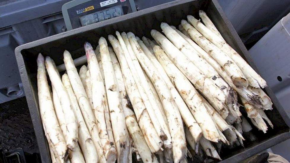 De asperges worden vervolgens gewogen.