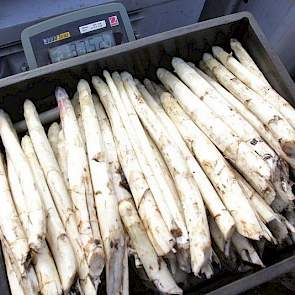 De asperges worden vervolgens gewogen.