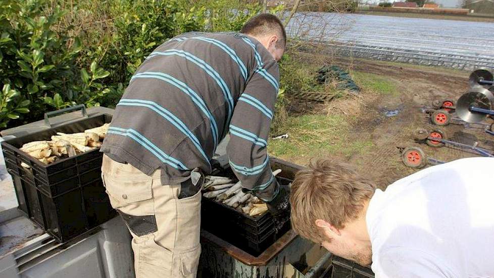 De medewerkers spoelen het meeste zand van de asperges.