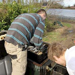 De medewerkers spoelen het meeste zand van de asperges.