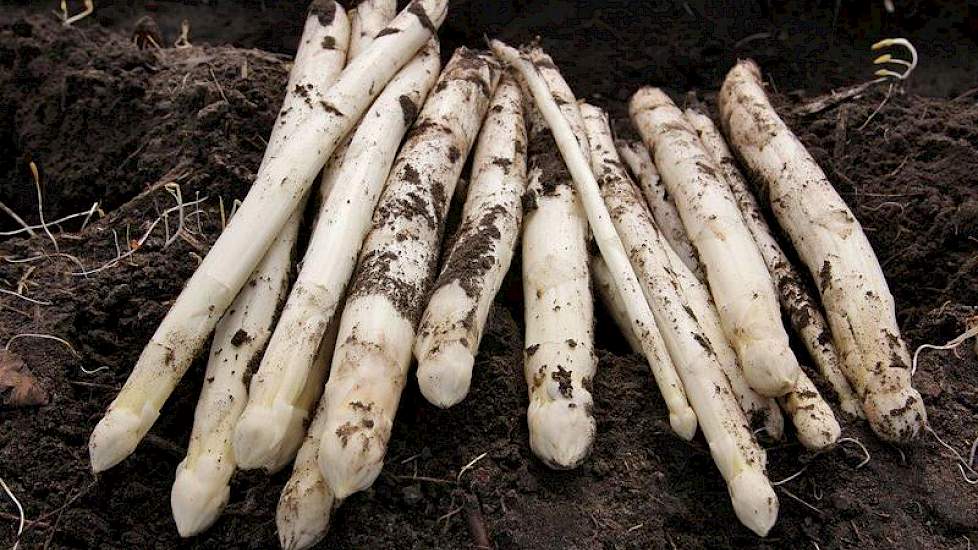 De asperges zijn van het ras Backlim.