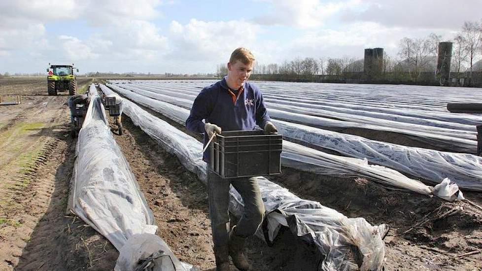 Het volle krat wordt naar de wagen gebracht. Doornbosch heeft meestal zo'n 8 man uit de omgeving aan het werk.