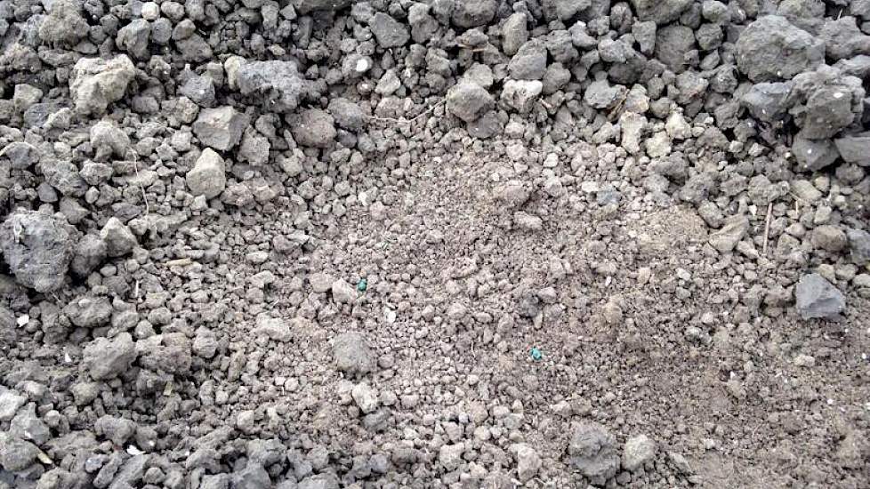 Vorige week, voor de vele neerslag, was het beeld nog totaal anders. Het uienzaad lag droog op 2,5 cm diepte, ondanks 5 mm regen. ‘Nu hopen op meer regen’, gaf hij toen aan.