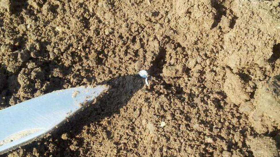 Christoffel den Herder, adviseur DLV Plant biologische akkerbouw heeft een foto gemaakt van het zaad van de biologische uien van akkerbouwer Kroes uit Dronten. ‘Het ligt mooi gekiemd. Met de komende temperaturen staan ze met een paar daagjes boven.’