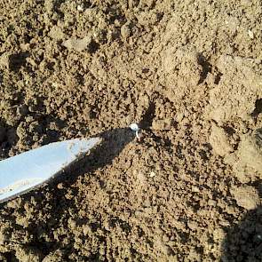 Christoffel den Herder, adviseur DLV Plant biologische akkerbouw heeft een foto gemaakt van het zaad van de biologische uien van akkerbouwer Kroes uit Dronten. ‘Het ligt mooi gekiemd. Met de komende temperaturen staan ze met een paar daagjes boven.’
