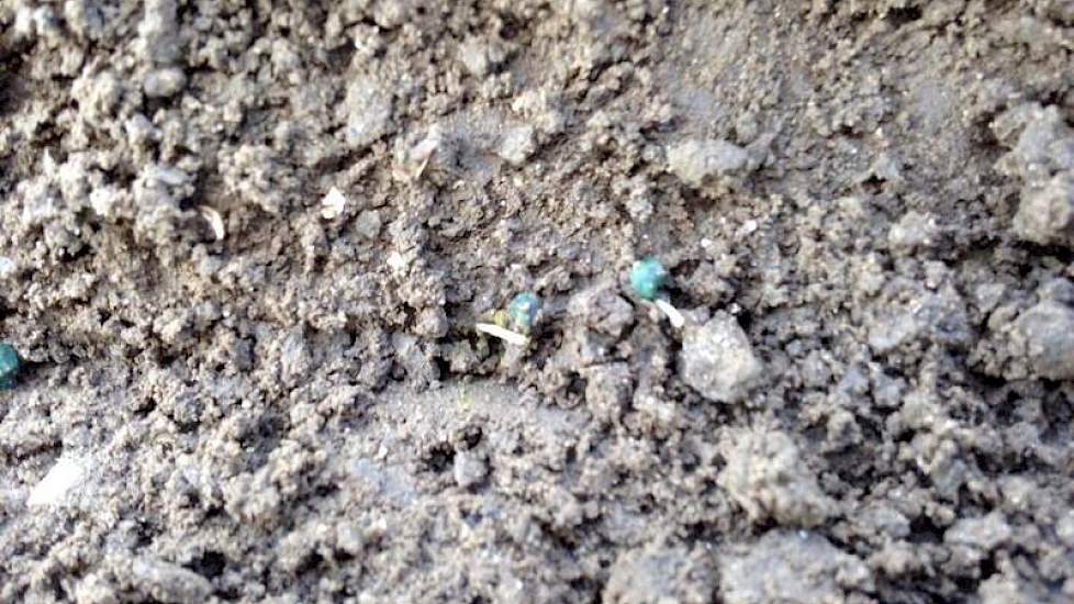 De eerste uien van Marijn Grinwis zijn gekiemd. Na 25 mm regen ligt het zaad goed in het vocht, zegt de adviseur en onderzoeker bij TTW. ‘Na de regen hebben de uien en bieten voldoende vocht om te kiemen, nu de temperatuur nog.’