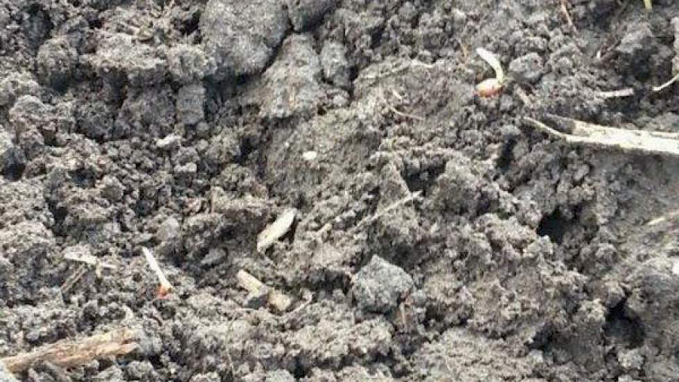Harjo Hoiting heeft tot zijn blijdschap gezien dat de brouwgerst begint te kiemen. ‘Nog even en het land wordt groen’, zegt de akkerbouwer uit Eexterveen.