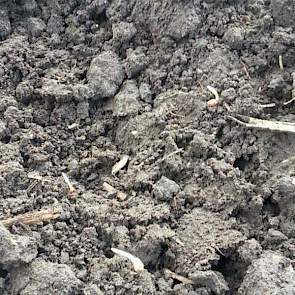 Harjo Hoiting heeft tot zijn blijdschap gezien dat de brouwgerst begint te kiemen. ‘Nog even en het land wordt groen’, zegt de akkerbouwer uit Eexterveen.
