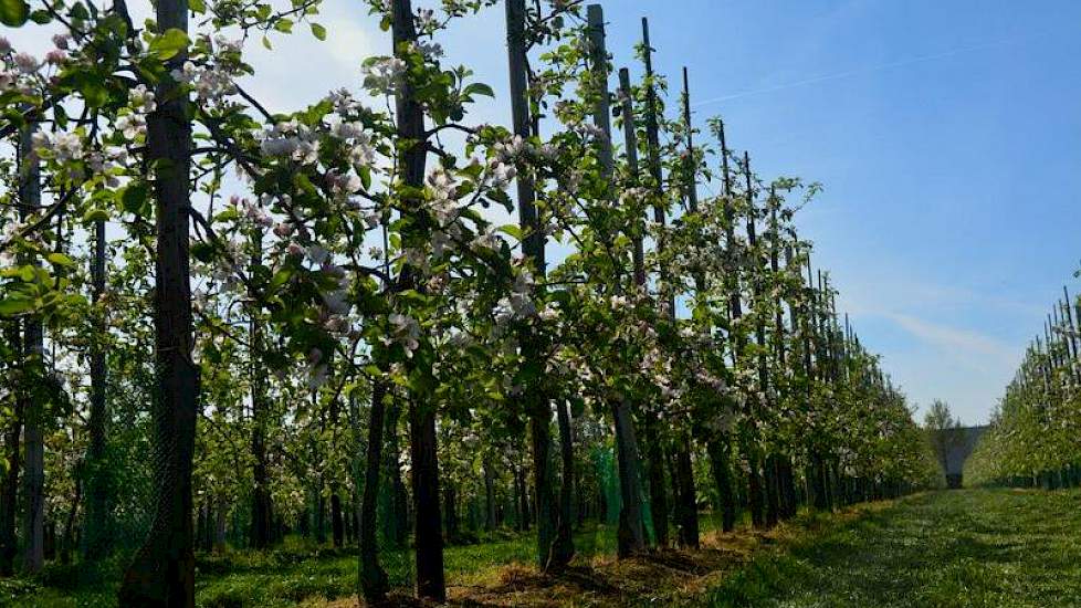 De fruitbomen staan al mooi in bloei.