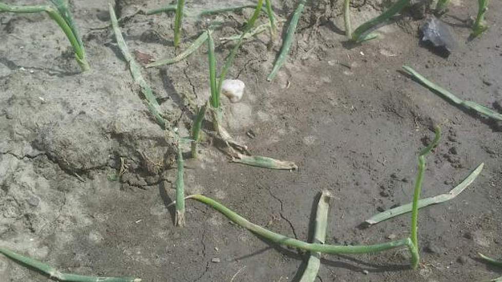 Vragen om regen is vragen om ellende, verzucht Luc Remijn van DLV Plant. ‘Plantuien in Zonnemaire na flinke hagel en 25 mm afgelopen vrijdag. Het mooie is eraf!’