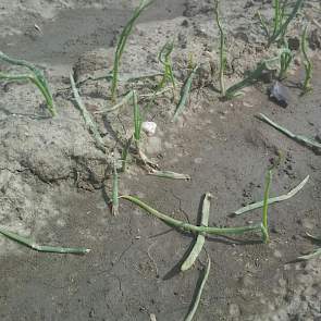 Vragen om regen is vragen om ellende, verzucht Luc Remijn van DLV Plant. ‘Plantuien in Zonnemaire na flinke hagel en 25 mm afgelopen vrijdag. Het mooie is eraf!’